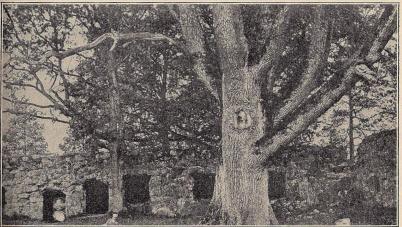 Fig. 5. Borggården i Kronobergs slott (före 1902).