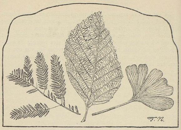 <smalIll. F. N.[=Fridtjof Nansen]</smal<bBlad-avtrykk fra Neokom- (til høire) og Tertiær-lag på Spitsbergen.<bGingko digitata til høire, sump cypress til venstre<b<smal(efter Nathorst og Heer).</smal