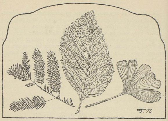 <smalIll. F. N.[=Fridtjof Nansen]</smal<bBlad-avtrykk fra Neokom- (til høire) og Tertiær-lag på Spitsbergen.<bGingko digitata til høire, sump cypress til venstre<b<smal(efter Nathorst og Heer).</smal