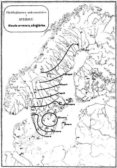 Flyttfoglarnes ankonsttider<bi<bSVERIGE<bAlauda arvensis, sånglärka.