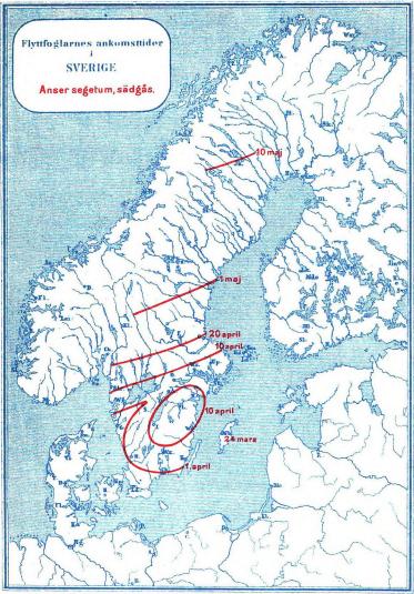 Flyttfoglarnes ankomsttider<bi<bSVERIGE<bAnser segetum, sädgås.