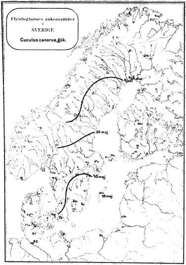 Flyttfoglarnes ankonsttider<bi<bSVERIGE<bCuvulus canorus, gök.