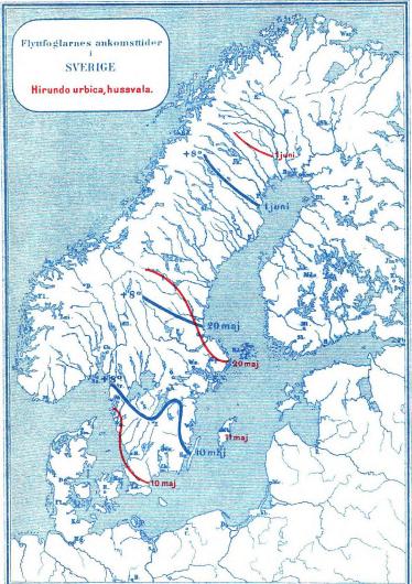 Flyttfoglarnes ankonsttider<bi<bSVERIGE<bHirundo urbico, hussvala.