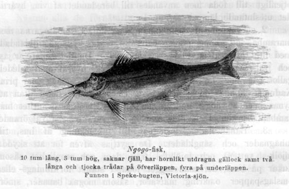 Ngogo-fisk,<b<b10 tum lång, 3 tum hög, saknar fjäll, här hornlikt utdragna gällock samt två,<blånga och tjocka trådar på öfverläppen, fyra på underläppen.<bFunnen i Speke-bugten, Victoria-sjön.