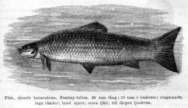 Fisk,  sjunde katarakten, Stanley-fallen. 28 tum lång; 16 tum i omkrets; ringmundt;<binga tänder; bred stjert; stora fjäll; till färgen ljusbrun.