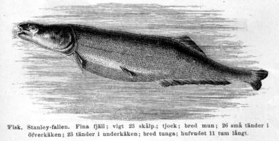 Fisk, Stanley-fallen. Fina fjäll; vigt 23 skålp.; tjock; bred mun; 26 små tänder i<böfverkäken; 23 tänder i underkäken; bred tunga; hufvudet 11 tum<blångt.