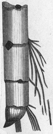 Bild 4. Nedre delen af<bCalamites Voltzii (efter<b<span class= Bild 4. Nedre delen af<bCalamites Voltzii (efter<b<span class=