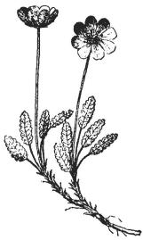 <smalFig. 1. Fjällsippan (Dryas octopetala).</smal<b<smal[Hvita blr.] <su2</su/<su3</su af nat. storl.</smal