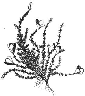 <smalFig. 2. Saxifraga oppositifolia. [Röda blr.] <su2</su/<su3</su af nat. storl.</smal