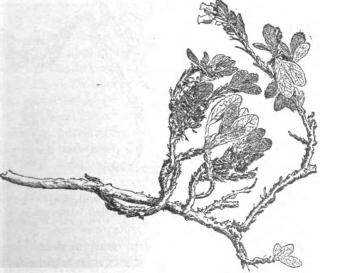<smalFig. 4. Ripbäret (Arctostaphylos alpina). [Hvita blr.] <su2</su/<su3</su af nat. storl.</smal