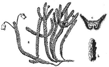 <smalFig. 5. Andromeda (Cassiope) tetragona. [Hvita blr.]</smal<b<smala habitusbild. <su2</su/<su3</su af nat. storl. b. en gren något förstorad, c tvärsnitt af ett blad.</smal<b<smalDen öfre sidan af detta är vänd mot stammen, b och c efter <span class=