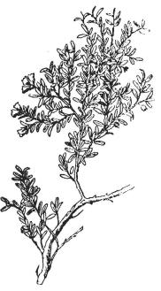 <smalFig. 6. Azalea procumbens. [Röda blr.] <su2</su/<su3</su af nat. storl.</smal