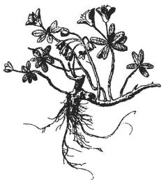 <smalFig. 7. Rhododendron lapponicum. [Violetta blr.] <su2</su/<su3</su af nat. storl.</smal