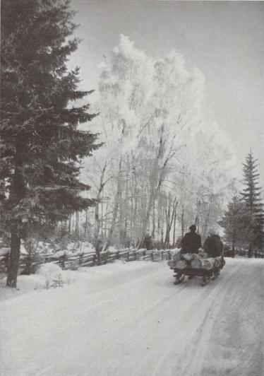 TIMMERFORA PÅ VÄG FRÅN SKOGEN,<bSMÅLAND.<b<bAXEL FORS foto.