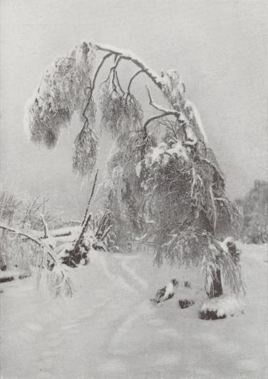 SNÖTYNGD BJÖRK, VINTERBILD FRÅN<bSMÅLAND.<b<bAXEL FORS foto.