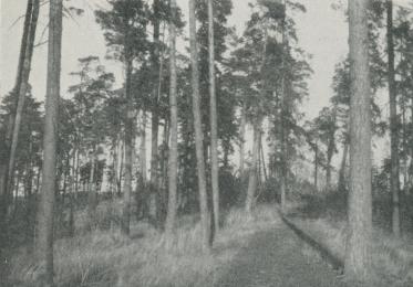 ÅSARNAS PELARKRÖNTA RYGGAR VORO FORNTIDENS VÄGAR.<bFörf. foto.