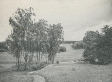 PARKLANDSKAP MED DUNGAR AV EK OCH HÄNGBJÖRK.<bO. Halldin foto.<b