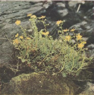 <hGULLBRÄCKA</h<b<b(Saxifraga alzoldes)<b<bI våra fjälltrakter är gullbräckan ofta sedd. Sina bästa växtplatser har den<bpå fuktiga, jordöppna sluttningar eller längs rännilar och bäckar, och<bmed vattnen kan den föras långt ned i barrskogen. Den bildar glesa tuvor<beller mattor, som genom de köttiga, smala ocb spetsiga bladen förlänes en<blivlig grönska. Ur dessa mattor uppskjuta späda stjälkar, som i toppen bära<bnågra få blommor med plant utbrett hylle. Kronbladen äro ljusgula och tätt<bbeströdda med orangefärgade fläckar. Det gröna, tvåflikade fruktämnet omges<bnedtill av en gröngul disk, från vilken en ymnig honung avsöndras — ett dukat<bbord för flugornas brokiga skara. Gullbräckan förekommer även i former med<bbrandgula och mer eller mindre djupt rödfärgade blommor.