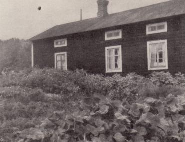 De flesta länder på samma polhöjd som Norrbotten äro arktiska öknar, men ända uppe i Matarengi ej långt från polcirkeln växa blomkål, ärter, lök och andra köksväxter i sydländsk frodighet. C. Fries foto.