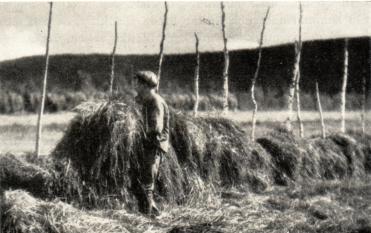 <smalFörf. foto.<bHässjan sättes upp, Övertorneå. De naturliga ängarna ha möjliggjort en fast bebyggelse <bi det stora skogslandet, och ännu intaga de i Norrbotten ungefär fem gånger<bså stor yta som den odlade jorden.</smal