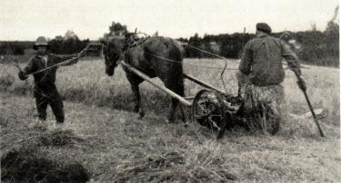 <smalT. Dahllöf foto.<bKornet skördas vid Kengis. Det tidiga sexradiga kornet har alltid varit huvudsädet<bi Norrbotten. Numera, sedan det blivit möjligt att köpa brödsäd söderifrån,<banvändes ungefär en tredjedel av kornskörden för kreaturens behov.</smal