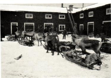 <smal<smalFörf. foto.</smal<bAckjor, lastade med renskinn. Till den stora februarimarknaden komma lapparna<bmed sina produkter från vintervistena i skogslandet.</smal