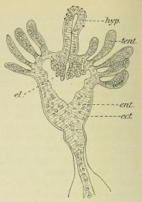 Fig. 1. Myrionema amboinensis <span class= Fig. 1. Myrionema amboinensis <span class=