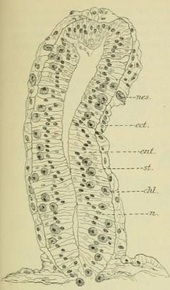 Fig. 2. Längsschnitt durch das Hypostom. ect.<b= Ektoderm: ent. = Entoderm : st. = Stützlamelle:<bchl. = Chlorella: n = Kerne des Entoderms: nes.<b= Nesselzellen (ungef. 350 x 1).