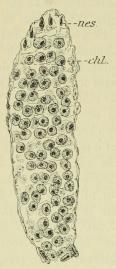 Fig. 3. Längsschnitt durch eine,<bdurch Chlorella-Zellen {chl.)<bgänzlich ausgefüllte Tentakel; an der<bSpitze Nesselzellen (nes.) (ungef.<b350 X 1).