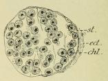 Fig. 4 Querschnitt durch eine Tentakel; ect. =<bEktoderm; chl. = Chlorella: st. = Stützlamelle (ungef. 350 x 1).