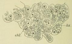 Fig. 5. Längsschnitt aus einem Teil der entodermalen<bLappen, chl. = Chlorella im Absterben: kz. = kleine<bChlorella-Zellen (ungef. 350 x 1).