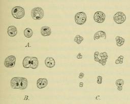 Fig. 6. Chlorella-Zellen aus Myrionema <span class=