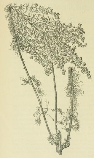 Fig. 1. Artemisia maritima L. var. suflruticosa <span class=