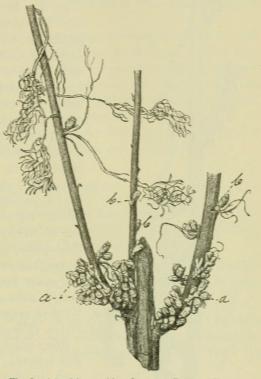 Fig. 2. Artemisia maritima L. var. suffruticosa <span class=