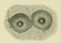 Fig. 1. Zwei Pykniden von Discosia Artocreas<bauf Populus tremula <su<smal20</smal</su/<su<smal1</smal</su.
