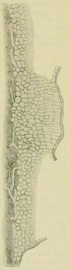 Fig. 2. Discosia Artocreas.<bVertikaler Durchschnitt<beiner Pyknide, die<bMittelsäule zeigend. <su<smal600</smal</su/<su<smal1</smal</su.