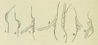 Fig. 5—11. Discosia Artocreas. Konidien im hängenden Tropfen Pflaumendekokt, 5—6 vor der<bKeimung, 7—9 in typischer Weise auskeimend, 9—11 mit anormaler Keimung. <su<smal600</smal</su/<su<smal1</smal</su.