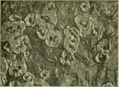 Fig. 1. Lecanora gelida från Enaforsholm C <su1</su/<su2</su. Fot. <span class=