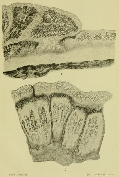 <bSigrid Ohlsson del.         Ljustr. J. Cederquist Sthlm.<b<b<biLecanora gelida (L.) Ach.</bi