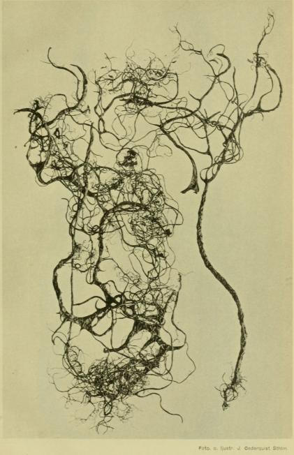 <bFoto. o. ljustr. J. Cederquist Sthlm.<b<b<biAlectoria cincinnata (Fr.)</bi