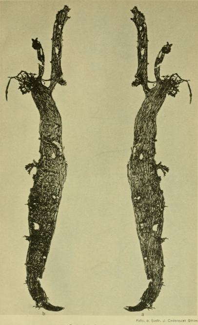 <bFoto. o. ljustr. J. Cederquist Sthlm.<b<b<biRamalina fraxinea (L.)</bi