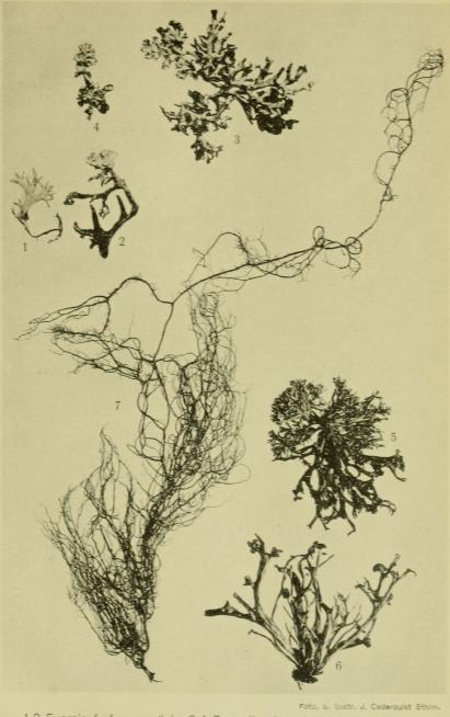 <bFoto. o. ljustr. J. Cederquist Sthlm.<b<b<bi1-2 Evernia furfuracea (L.) 3-4 Parmelia physodes (L.) Ach., Bitter.<b5-6 Ramalina fraxinea (L.) — farinacea (L.) 7 Usnea plicata (L.) — dasypoga (Fr.)</bi