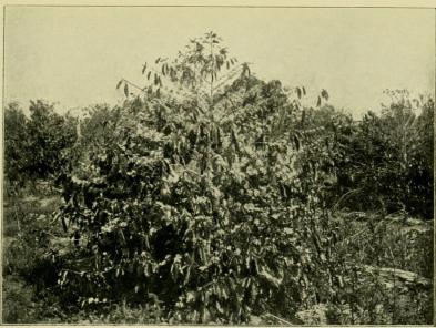 <bFig. 1. Ungt, blommande exemplar af Coffea arabica, ras »commum», 186 cm. högt,<bsannolikt 4 är gammalt. Fazenda Santa Albertina.