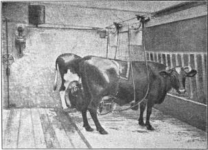 <smalInteriör från Lactators-ladugården vid Lilla Ursvik.</smal