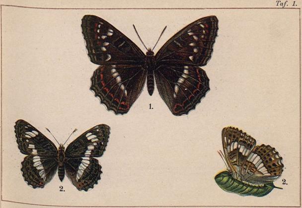 1. Limenitis populi, ♂ - 2. Limenitis sibylla.
