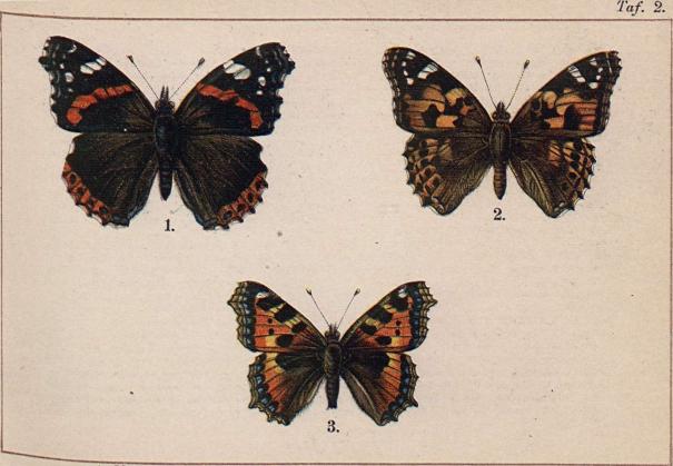 1. Vanessa atalanta. - 2. Vanessa cardui. - 3. Vanessa urticae.