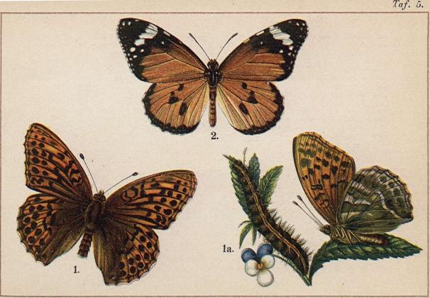 1. Argynnis paphia. 1a. densamma med dess larv. - 2. Danais chrysippus.