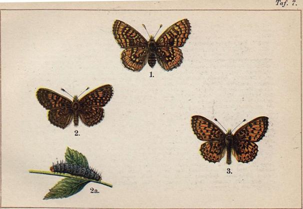 1. Melitaea aurinia. - 2. Melitaea cinxia. 2a. dess larv. - 3. Argynnis selene.