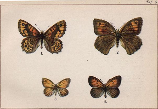 1. Pararge megaera, ♂. - 2. Epinephele jurtina, ♀. - 3. Coenonympha pamphilus. -<b4. Coenonympha arcania.