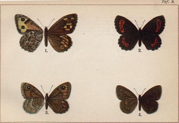 1. Satyrus semele (öfver- och undersida). — 2. Erebia ligea. — 3. Pararge maera. —<b4. Aphantopus hyperanthus (öfver- och undersida).